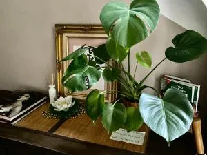 Les Lauriers Duplex centre ville avec jardin - Aubres