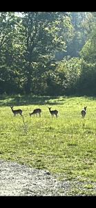 Leśny Park Polanica