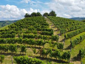 Il Girasole Apartments - Langhe