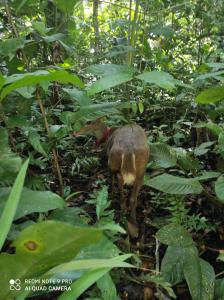Castaña Amazon Park