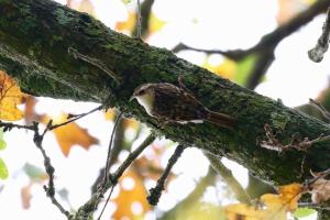 B&B / Chambres d'hotes Moulin Du David : photos des chambres