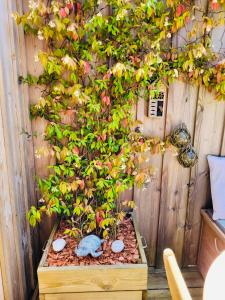 Maisons de vacances Cocon entre presqu'ile du Cap Ferret et plages oceanes - terrasse - 1 velo gratuit : photos des chambres