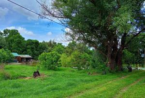 Beograd Oaza, Palilula