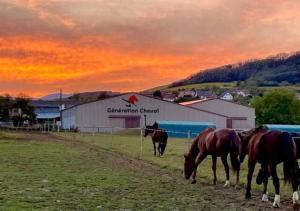 Ferme Équestre - Vue Unique sur les Chevaux