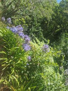 Madeira house garden Villa