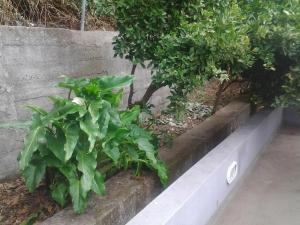 Madeira house garden Villa