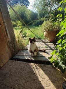 Grande YOURTE dans les jardins dAmagaïa