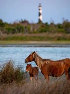 The Sandy Seashell - Cedar Island