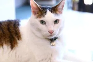 Pension Ivy - Yamanakako