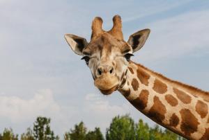 Gasterij Hotel Dennenoord