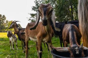 Orzechowa Ostoja noclegi Energylandia