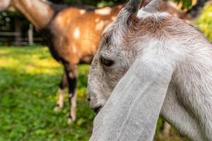 Orzechowa Ostoja noclegi Energylandia