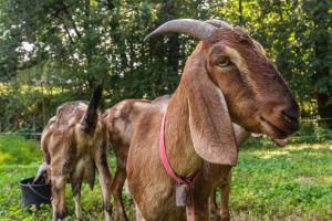 Orzechowa Ostoja noclegi Energylandia