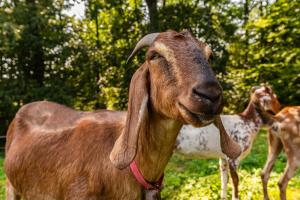 Orzechowa Ostoja noclegi Energylandia