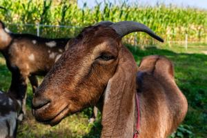 Orzechowa Ostoja noclegi Energylandia