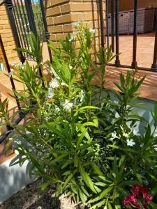 The Villarosa - Dos Aguas