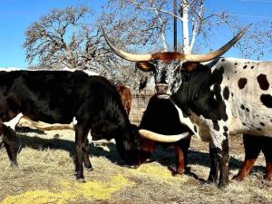 Little Haus on the Farm with a Hot Tub