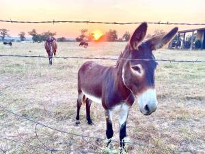 Little Haus on the Farm with a Hot Tub
