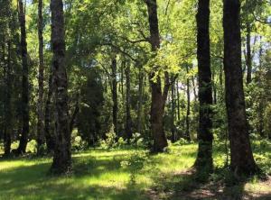 Dpto 4 personas 1er piso con patio Pucon