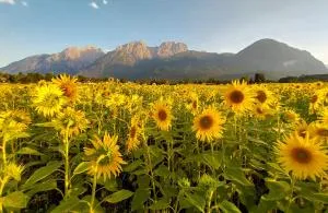 Haus Sonnengarten-Lienz - 利恩茨