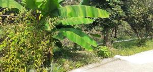 სახლი ბუნებაში House in nature