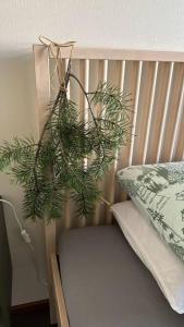 Boreal Forest Uittomestari