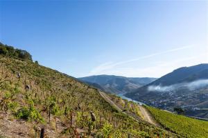 Wine Tourism - Quinta dos Murças