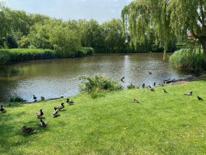 Charming Apartment with Lake View, Tennis Court- 5 Minutes from Odense Center