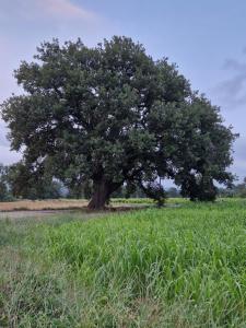À lombre des chênes