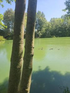 Chalets La Perle de l-Etang - Deconnexion totale : photos des chambres
