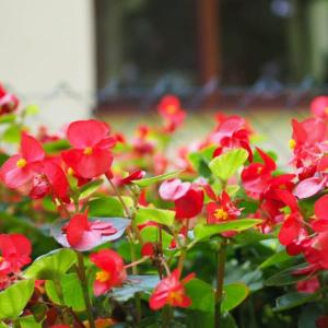 Ferienwohnung Am See mit kleinem Boot und 3er Kajak und 2 SUP