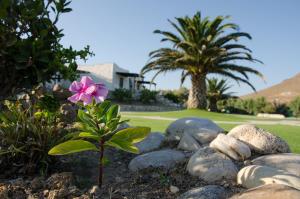 Anemones Studios Paros Greece