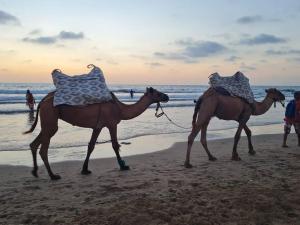 Appartement Ibn batouta