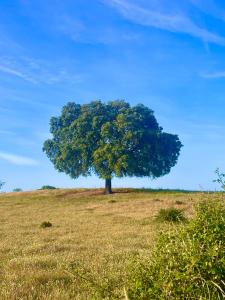 Monte da Aferrada - Casas do Monte