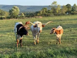 Cozy 2-Guest RV on Nature Farm - Minersville