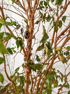 Pousada Passarada - Tudo novinho te esperando