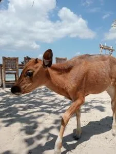 Hula hula - Gili Gede