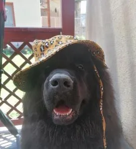 vakantiewoning met jacuzzi Forêt d'Animaux - Laviot