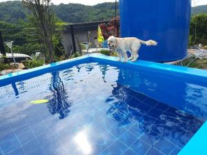 Yeoncheon Jjongi and Mary Pet Friendly Pension