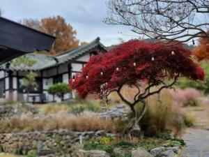 Naju Gotaeg Flowers are blooming on the mountain