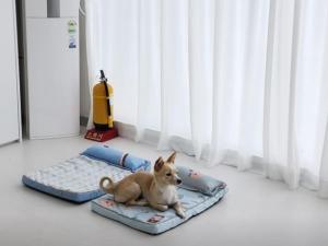 Iksan Dalgwa 7 Pence Pension with dogs