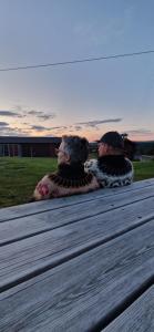 Skotten Seter - Bed & Husky