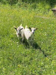 Cascina Vassalo Ceva img18