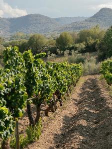 Casa di campagna 'Sa Vinzedda' img38