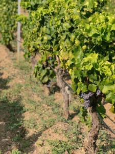 Casa di campagna 'Sa Vinzedda' img39