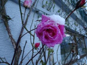 Alpenjuwel by PiaundDirk