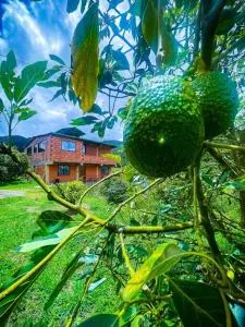 Retro Finca Urrao - Peaceful Avocado Farm Retreat - Urrao