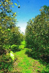 Retro Finca Urrao - Peaceful Avocado Farm Retreat