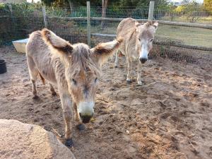 Rocky Ridge Farm Cottage
