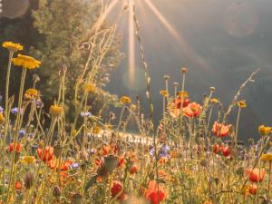 Ferienhaus Dachsteinheim